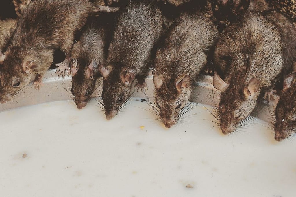 temple-animals-drink-cute-india-milk-mice-rajasthan-bikaner_t20_RlyxWw