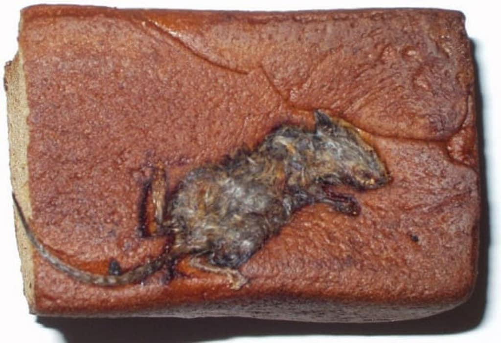 A-mouse-in-a-Hyndmans-mal-010