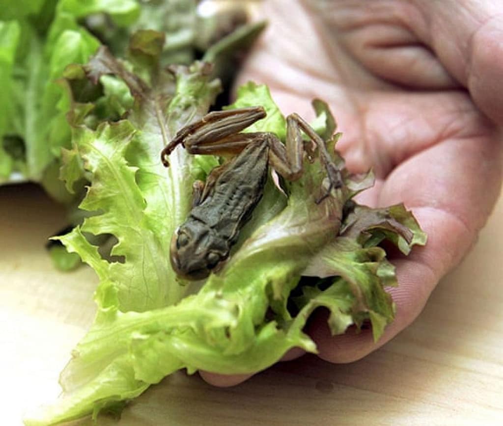 A-sealed-plastic-bag-of-l-008