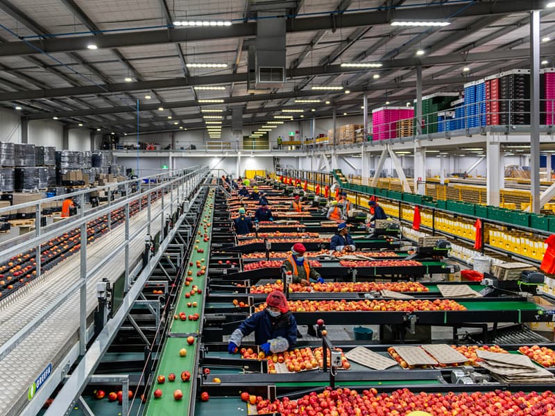 Workers sorting apples on a large industrial conveyor system in a packing facility.